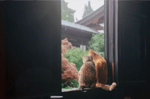  常熟方塔园那对小情侣,以后再也不会撒狗粮了