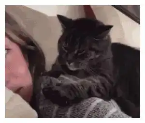  一只猫真正把你当父母,会有这几个表现,说明没白养