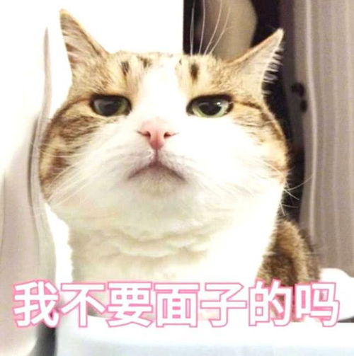 猫猫狗狗表情包找狗