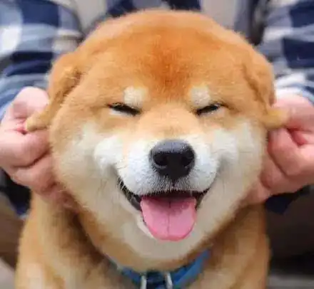  研究证明,母犬比公犬更聪明那我可真不敢养母哈士奇了