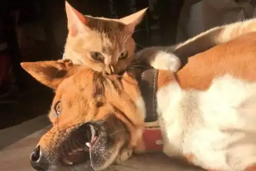  网友睡醒发现猫咪压着蚊帐,认真一看才发现猫咪的表情不对