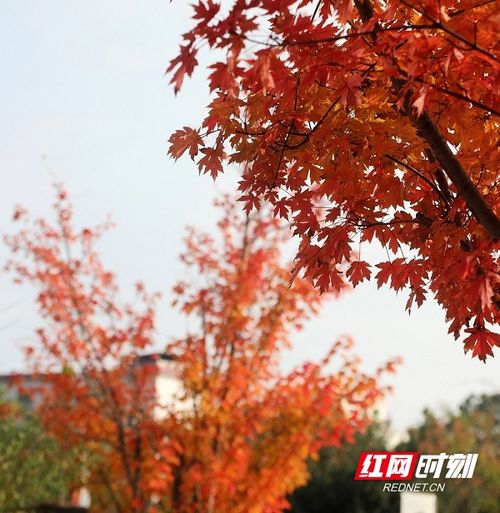  永州新田枫叶翩翩满枝红组图
