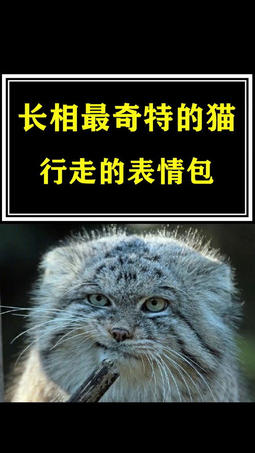  长相最奇特的猫,行走的表情包,萌萌的,又凶凶的冷知识大开眼界