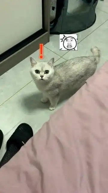  我就想试试我嘴的大小,真不想一口吞一只猫,猫妈妈一定误会了
