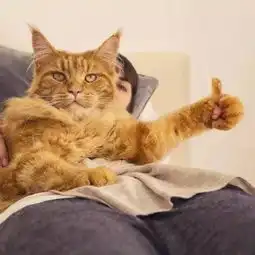 打滚表情包猫猫棉花