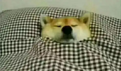 稳稳的接住柴犬表情包猫