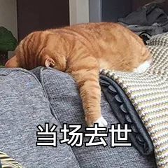  爷爷奶奶带大的猫猫狗狗就是不一样哈哈哈笑死我了