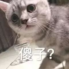  那些年,五花八门的喵星人,老夫的少女心啊