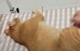  主人跟猫道歉,打算摸它时,猫咪的反应令他哭笑不得,喵别碰我