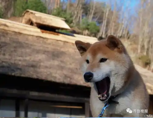 柴犬跳表情包去世