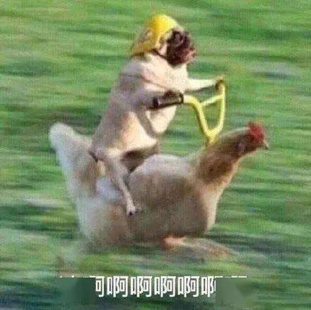  浪姐总决赛来袭光脚炸街的张雨绮要c位出道了