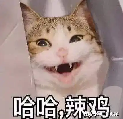  猫咪的叫声千奇百怪,铲屎官能读懂几个