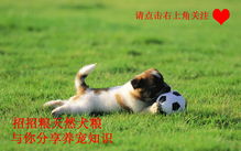  狗狗患肥胖症的原因和危害