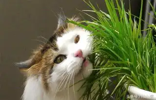  最原始的天然化毛膏猫草应该怎么种植