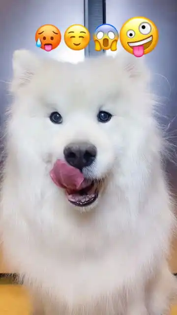  球球又有新表情包了