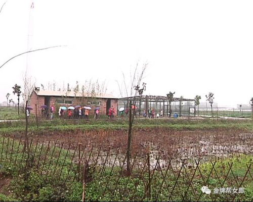  注意了南宁这些地方可以去摘果周末走起