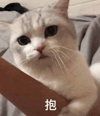  猫生第一次出门兴奋抓狂,后被主人装进塑料袋,路人表情笑疯