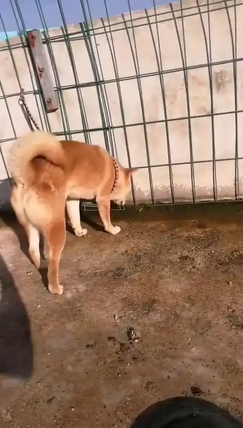  柴犬行走的表情包