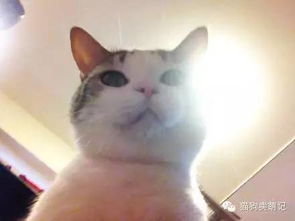  自从养了猫,自己每天醒来就像躺在手术台一般