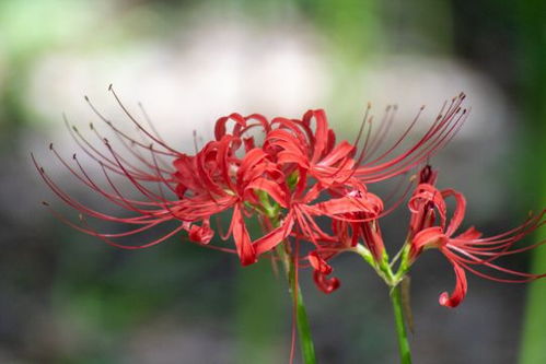 神秘的彼岸花迎来最佳观赏期,闵行这些公园可赏