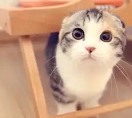  深思,那些卖不掉的猫猫都去哪了