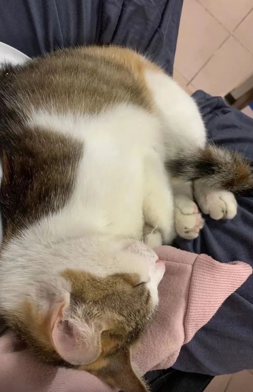  大学猫狗一夜之间全都失踪真相是