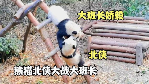  熊猫北侠大战大班长,不愧是熊猫界杨过,打架没怂过