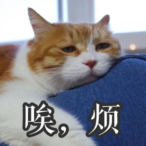 猫可爱表情包表情