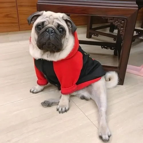 微信头像女生可爱小狗男