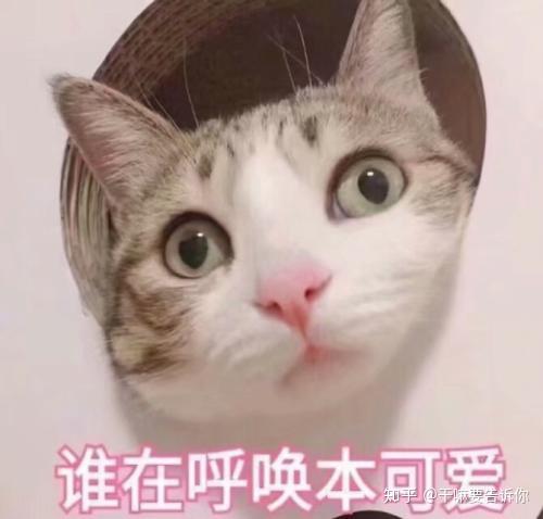 猫可爱表情包嘻嘻