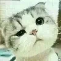  猫咪搞怪八连拍表情包