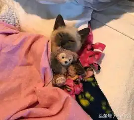 可爱喵咪表情包养猫