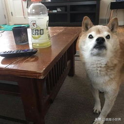  得罪柴老大了气噗噗的13岁高龄柴柴到底是在凶什么