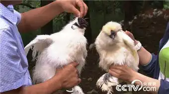  乌鸡痴心汉一年入千万20160721