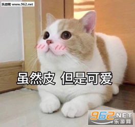  虽然皮但是可爱表情包猫图片时代变了大人表情包下载乐游网游戏下载