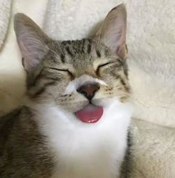  坦克小希丨风吹日晒也要陪主人去上学的暖猫是真实存在的吗