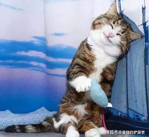  猫咪身体说明书,养猫前请用心阅读,爱它就请先了解它