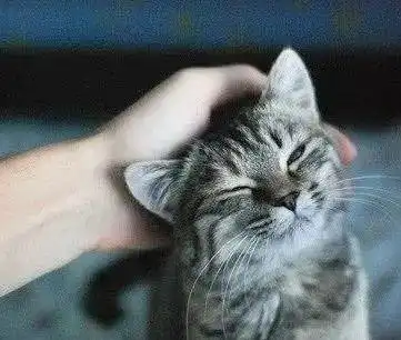  猫享受被你摸头就是喜欢你真的吗