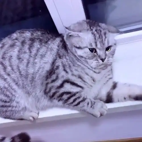  家里的猫犯错了,媳妇教育了它半小时,看这表情似乎还是不服