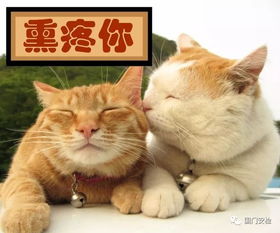 vibing猫表情包硬核