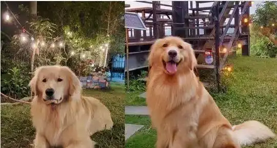  看到狗小三的这个表情,就知道正宫一定输惨了
