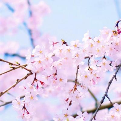  2018带来好运的微信头像小清新樱花微信最吉利的头像风景图