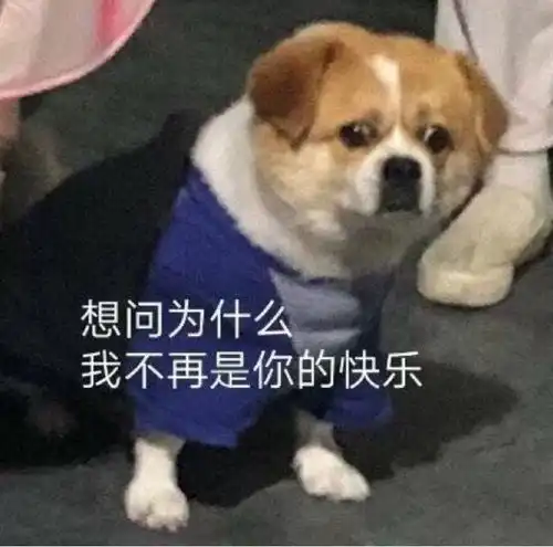  和对象聊天用的可爱表情包