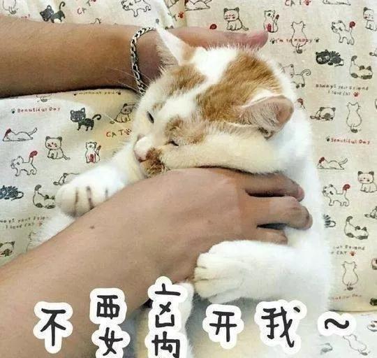  风里雨里,楼楼小天使会一直活在表情包里