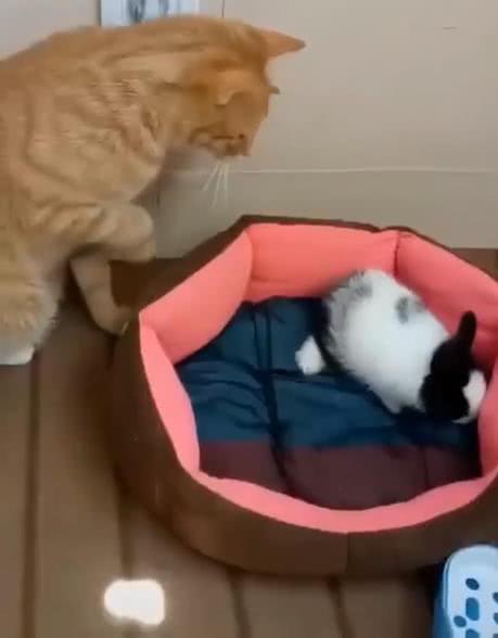  猫第一次见兔子,小心翼翼的模样主人哭笑不得,猫我能摸摸吗