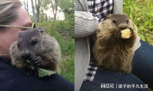  草丛中窜出神秘动物竟成为黏人萌宠,出来吧,土拨鼠