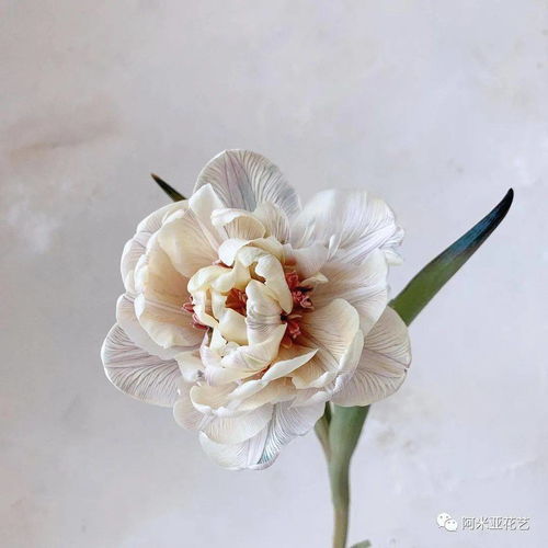  如何给鲜花染色,制作出独一无二的色彩阿米亚花艺