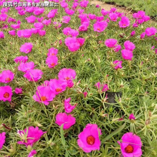 女人用的幸运花头像2024