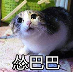 猫猫怂表情包