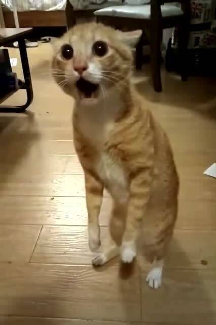  老妈养的橘猫,竟然敢理直气壮的跟我吵架,这小脾气还挺倔